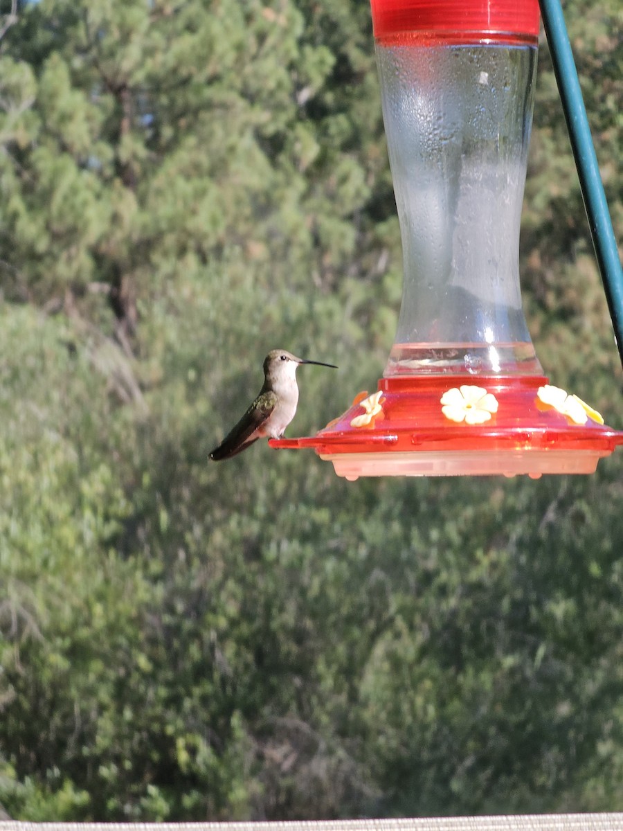 Rufous Hummingbird - ML621237534