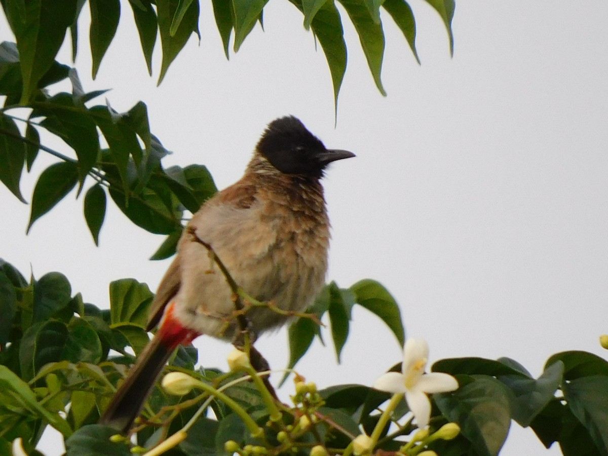 Red-vented Bulbul - ML621237541