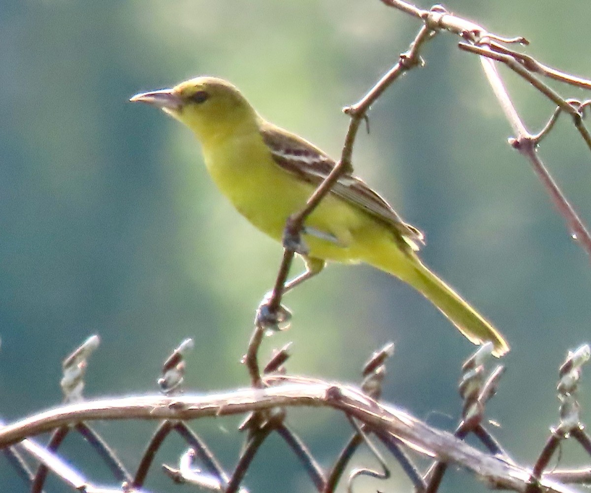 Orchard Oriole - ML621237547