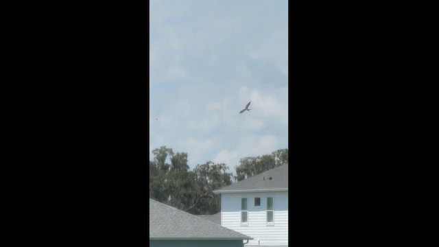 Swallow-tailed Kite - ML621237556