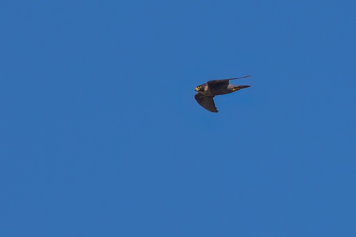 Peregrine Falcon (Australian) - ML621237571