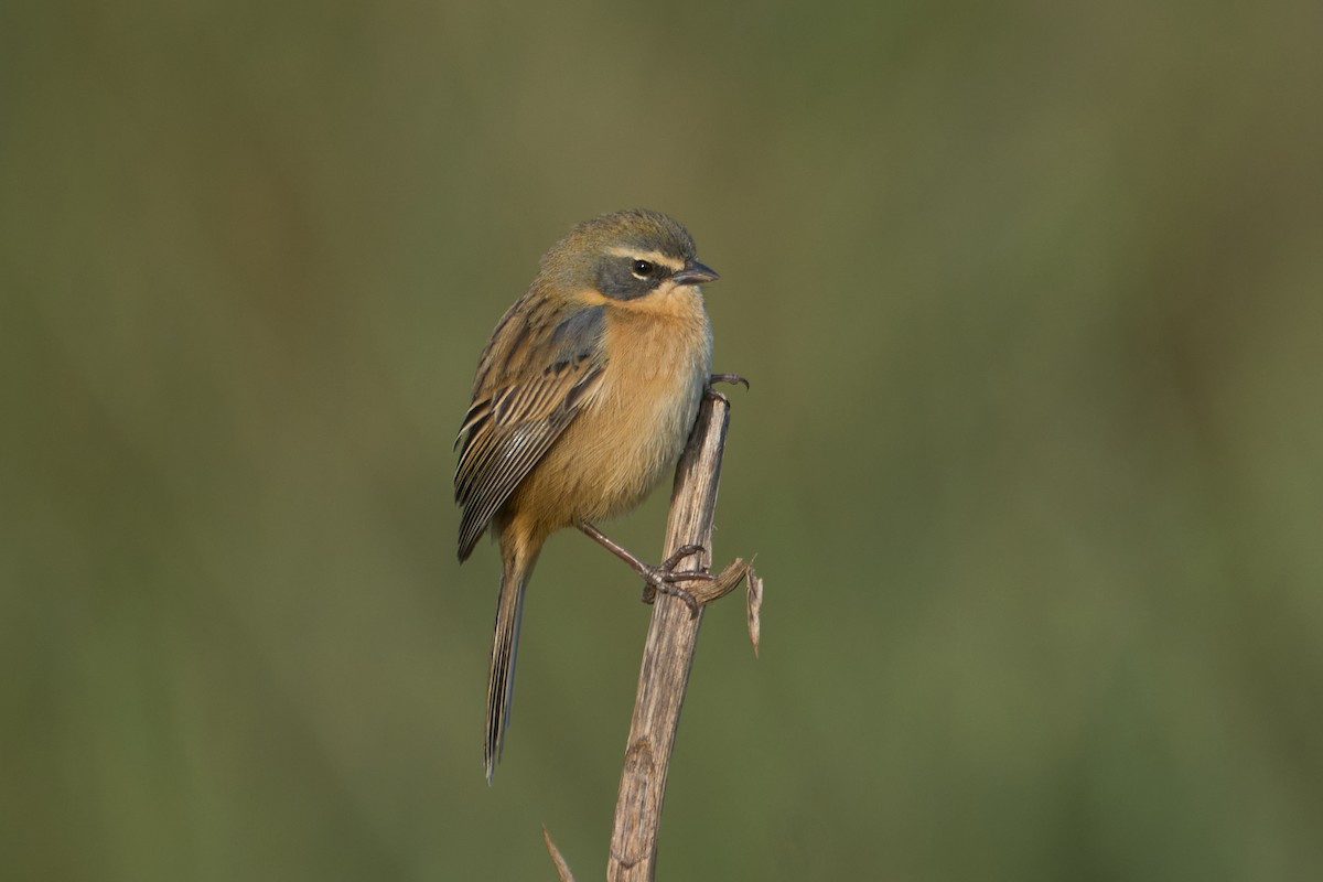 Long-tailed Reed Finch - ML621237588
