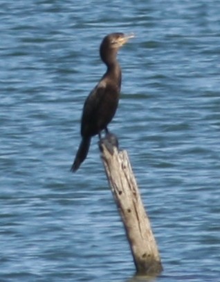 Cormoran vigua - ML621237602