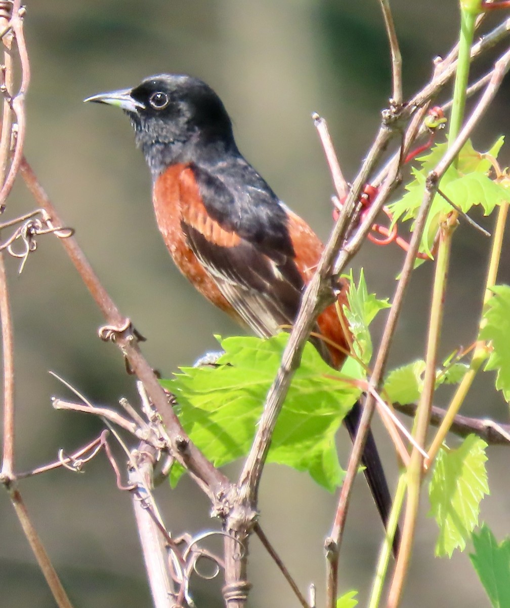 Orchard Oriole - ML621237626
