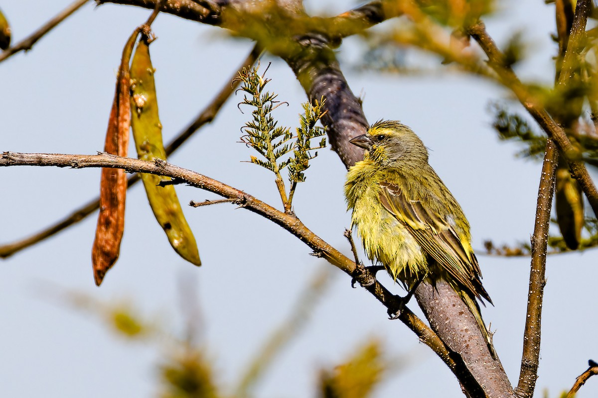 Yellow-fronted Canary - ML621237632