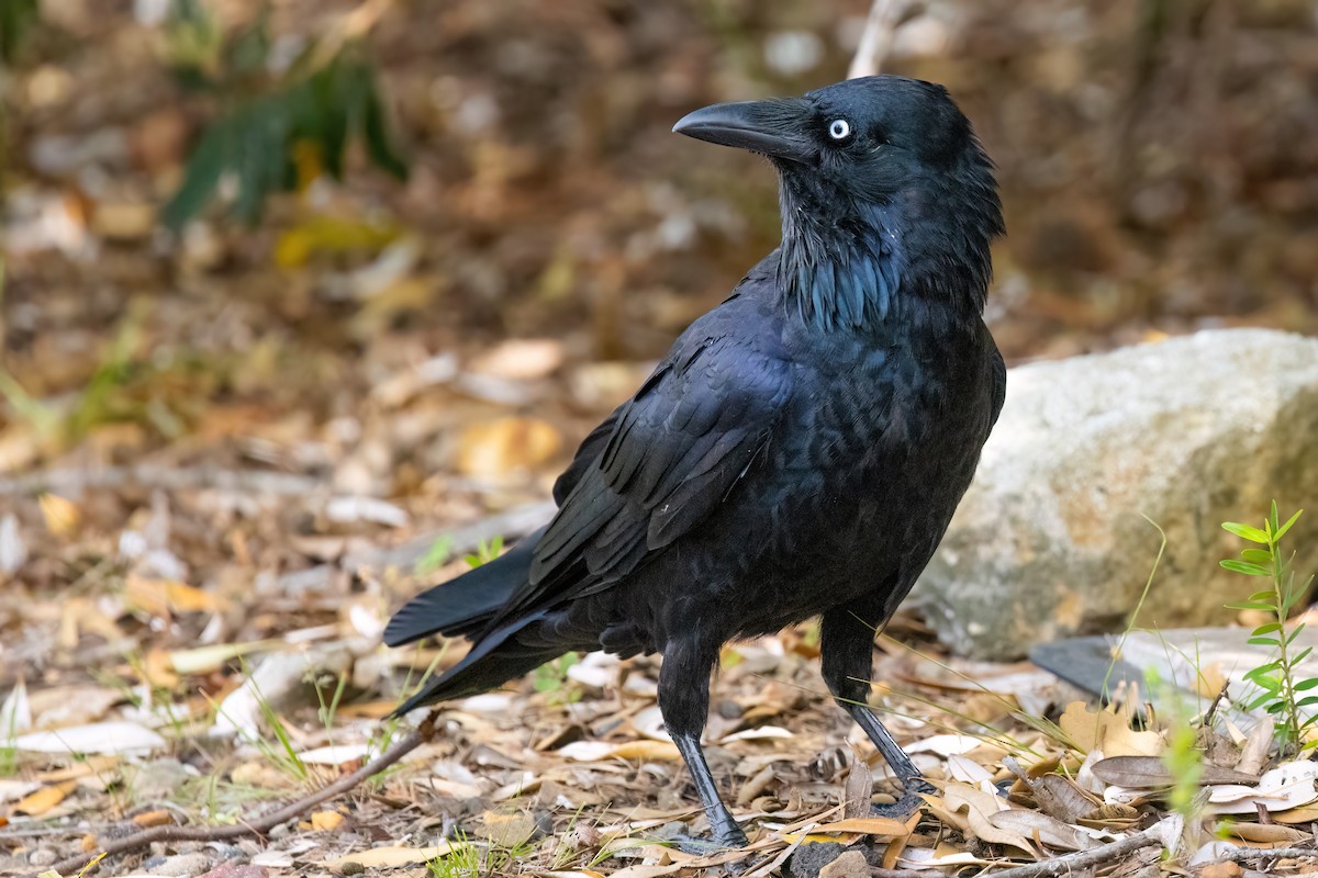 Australian Raven - ML621237636