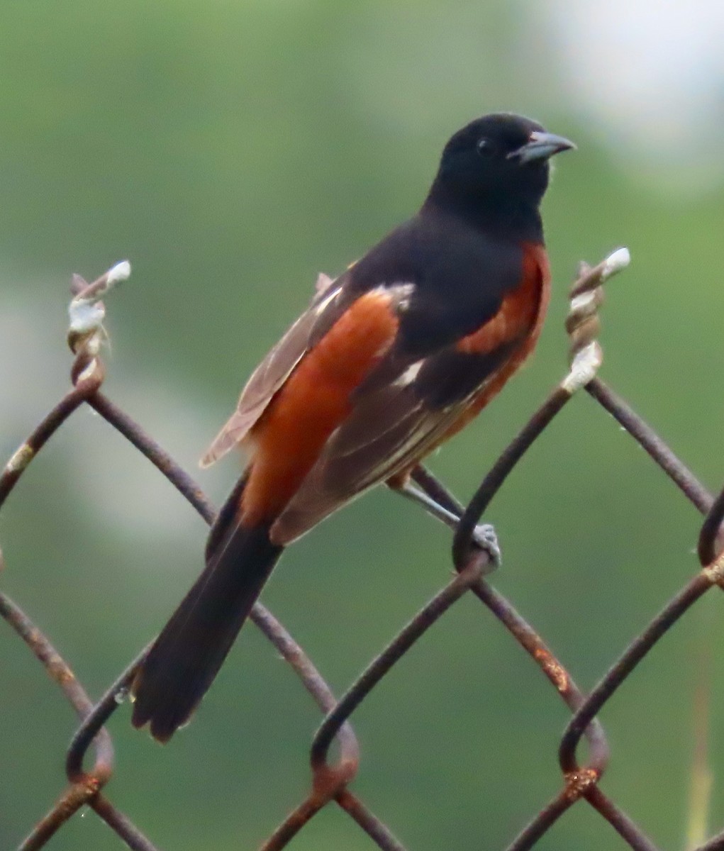 Orchard Oriole - ML621237639