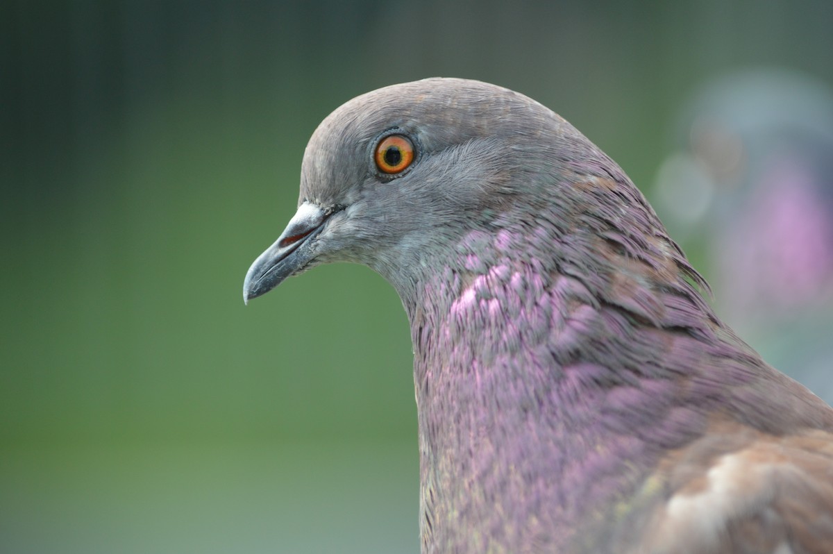 Pigeon biset (forme domestique) - ML621237653