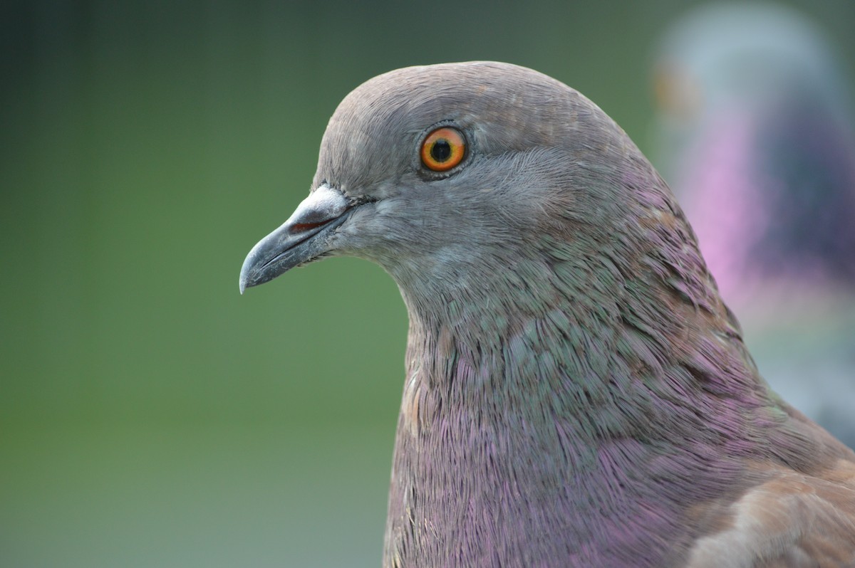 Pigeon biset (forme domestique) - ML621237654