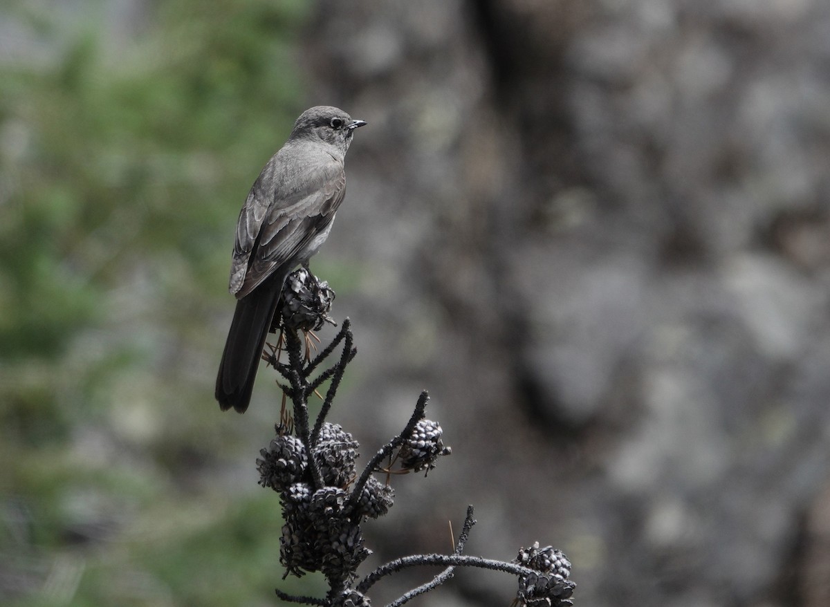 Townsend's Solitaire - ML621237678