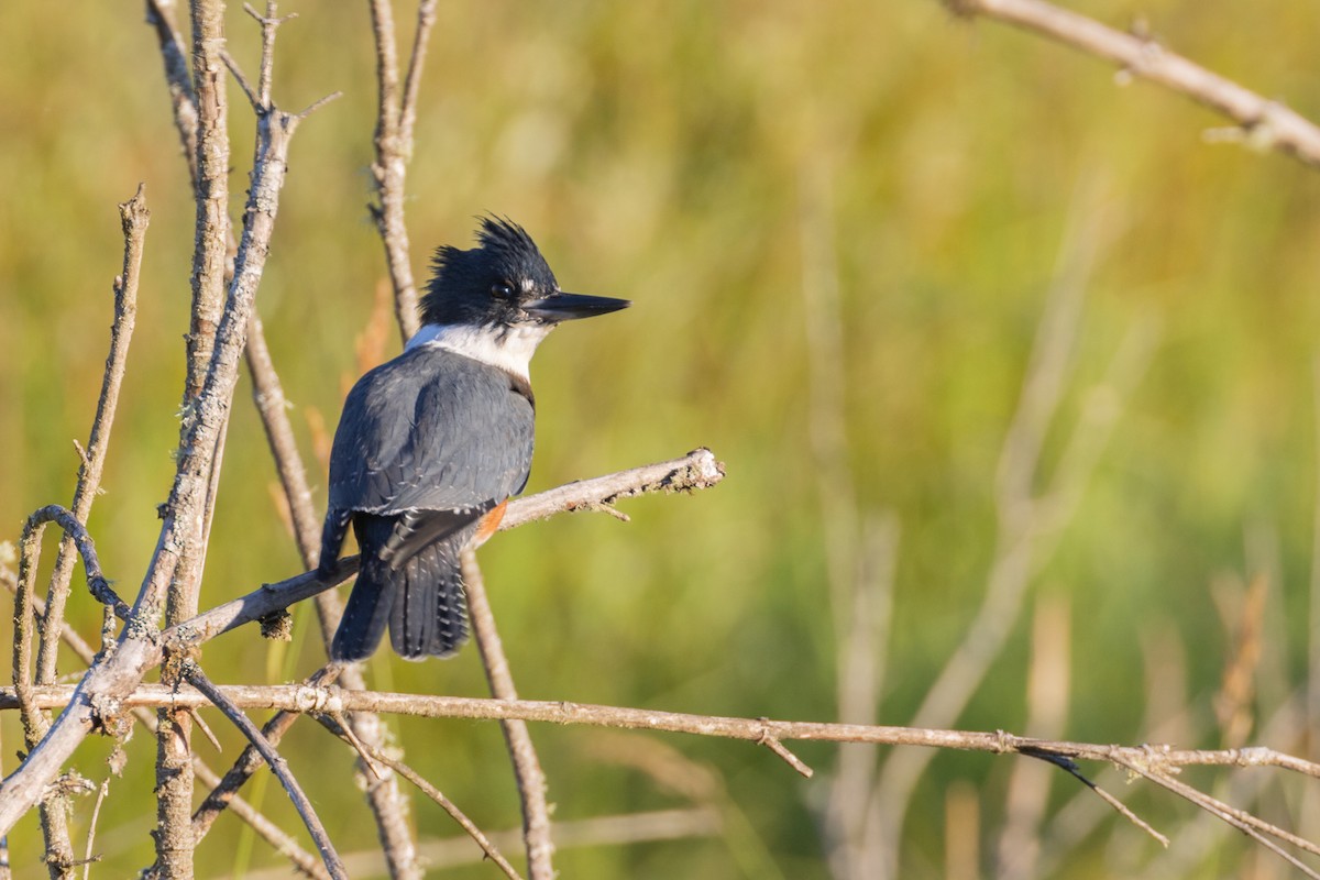 Belted Kingfisher - ML621237689