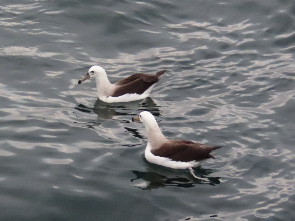 Black-browed Albatross - ML621237697