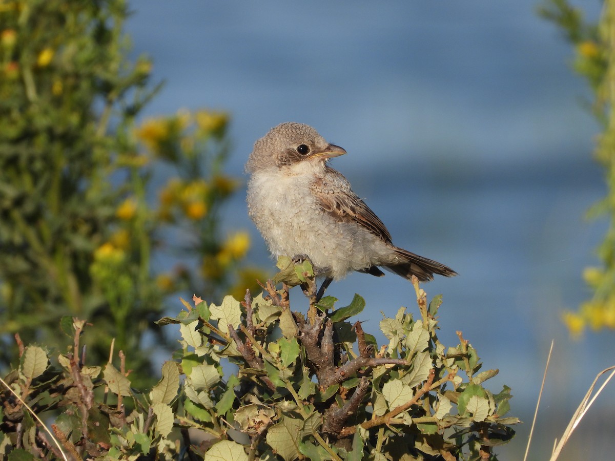 Woodchat Shrike - ML621237734