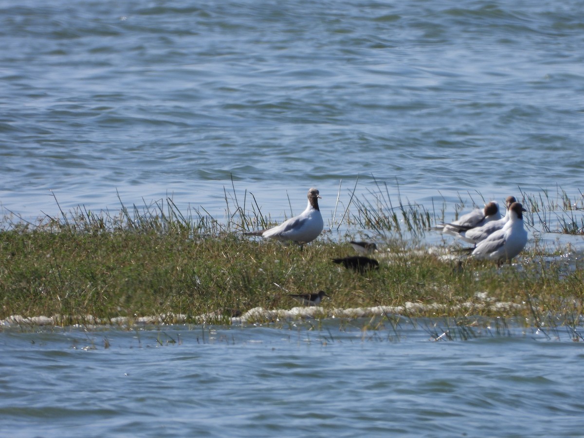 Mouette rieuse - ML621237789