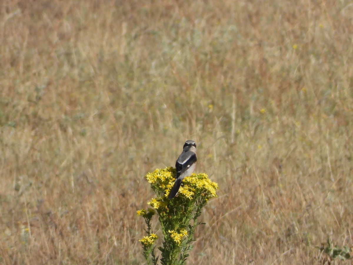 Iberian Gray Shrike - ML621237809