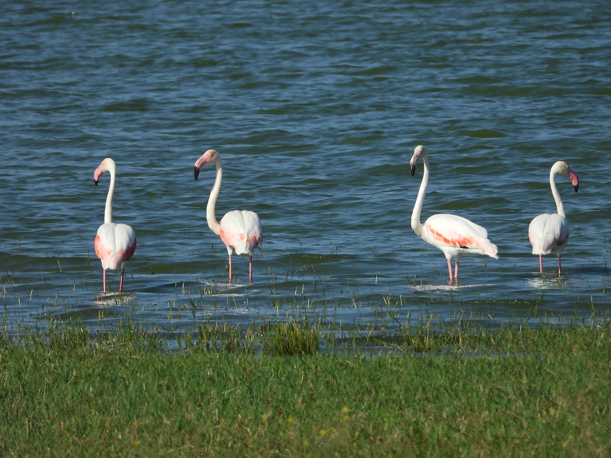 Greater Flamingo - ML621237840