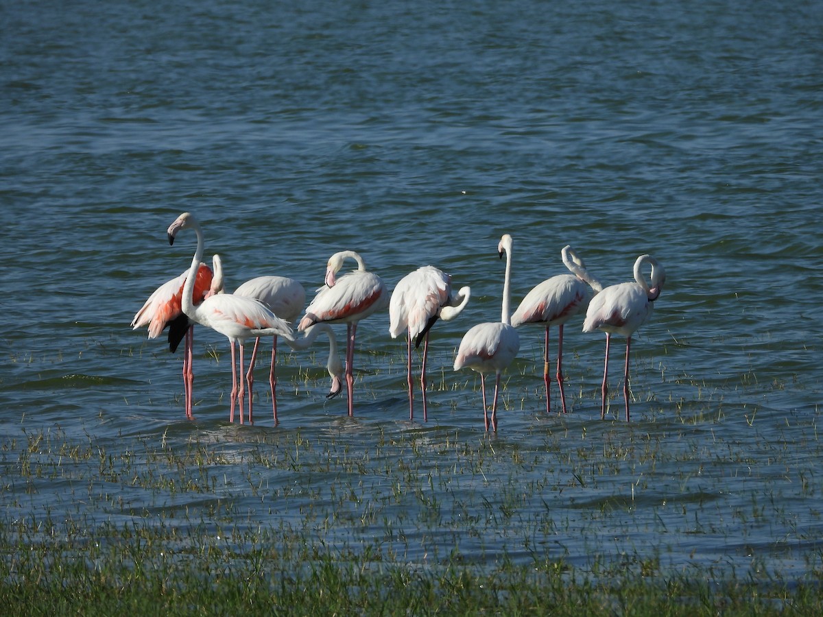Greater Flamingo - ML621237870