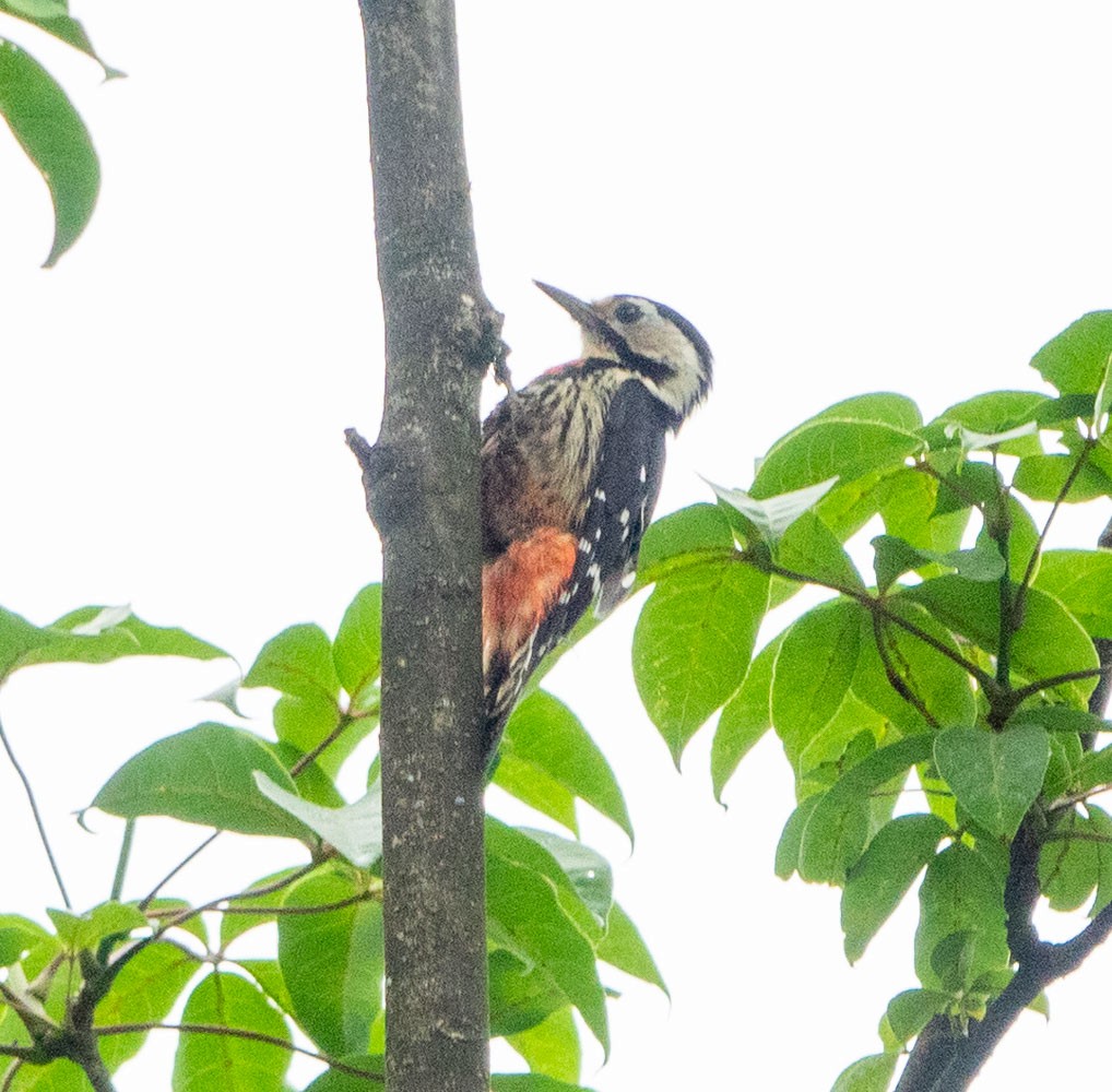 Darjeeling Woodpecker - David Houle