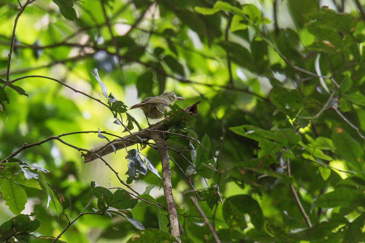 Fraser's Sunbird - ML621237889