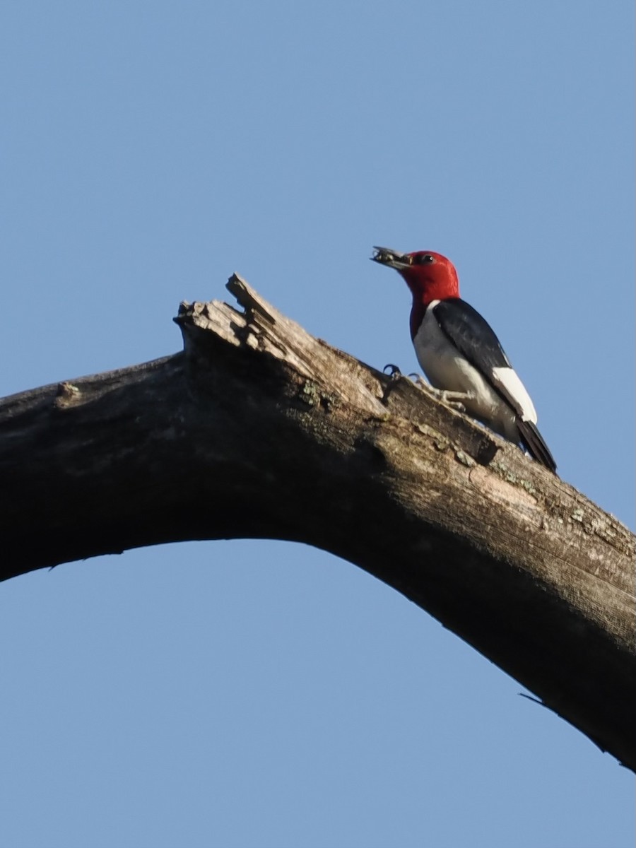 Red-headed Woodpecker - ML621237910