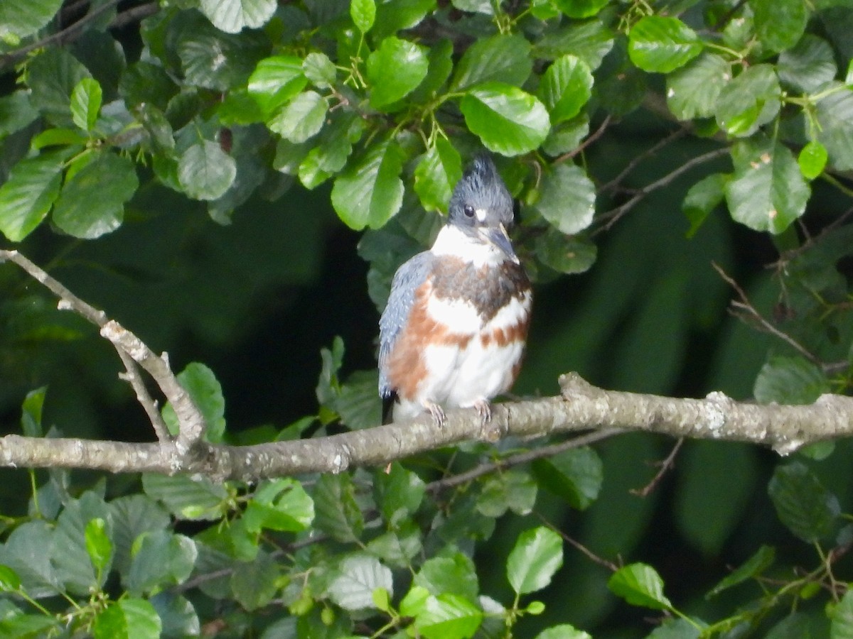 Belted Kingfisher - ML621237920