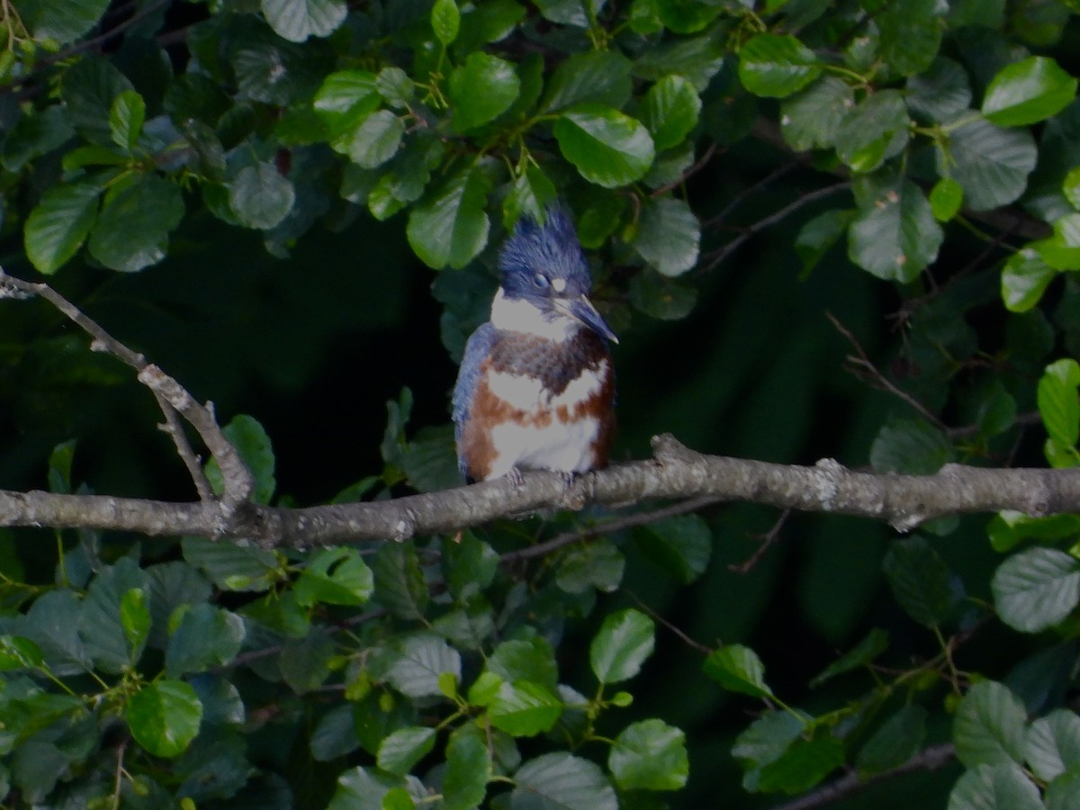 Belted Kingfisher - ML621237922