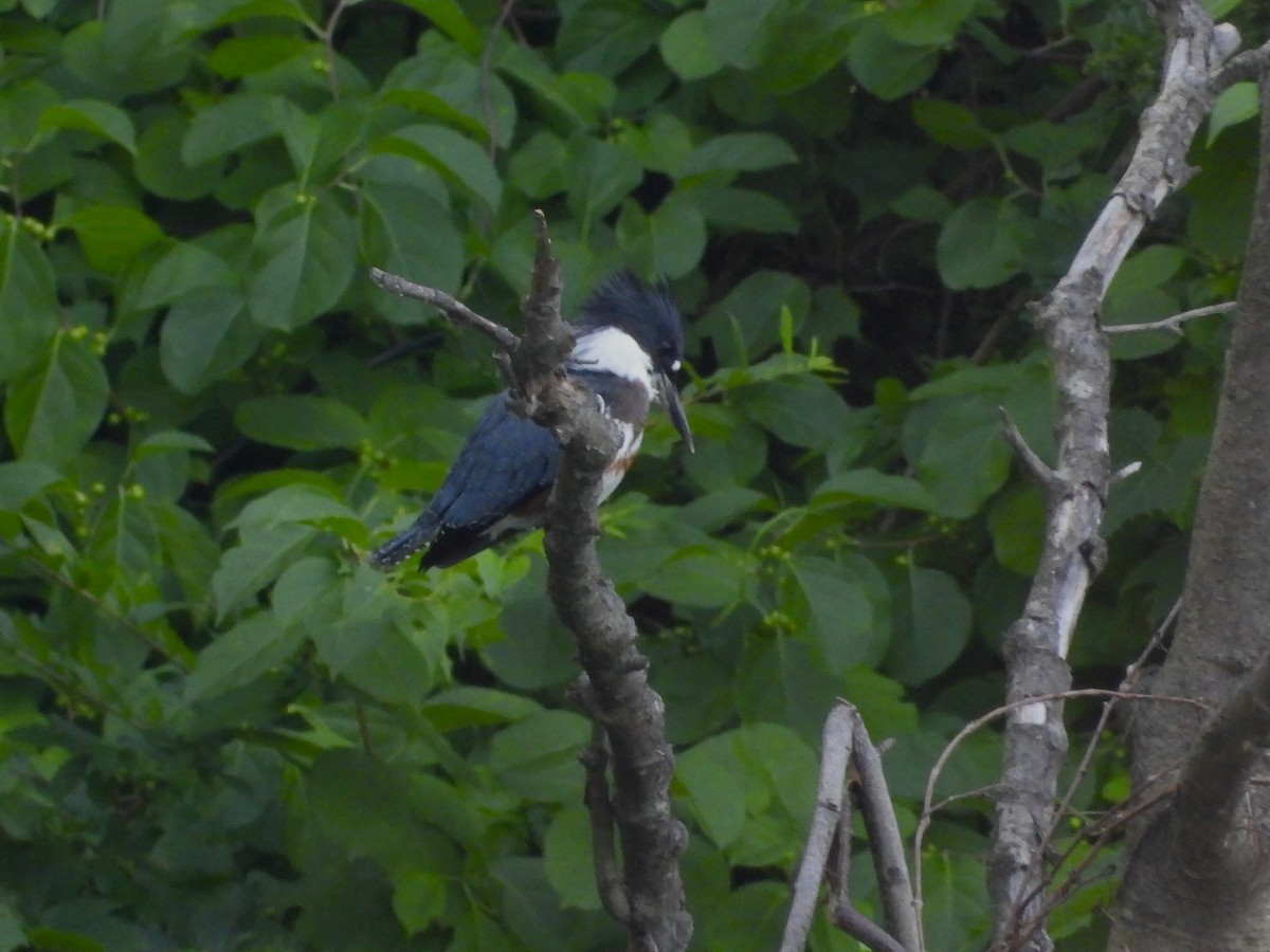 Belted Kingfisher - ML621237923