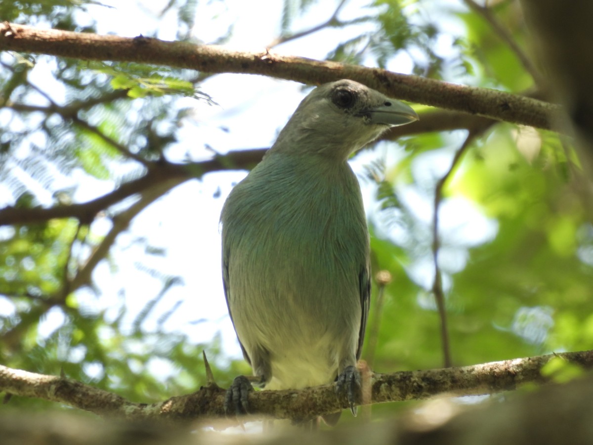 Glaucous Tanager - ML621237927