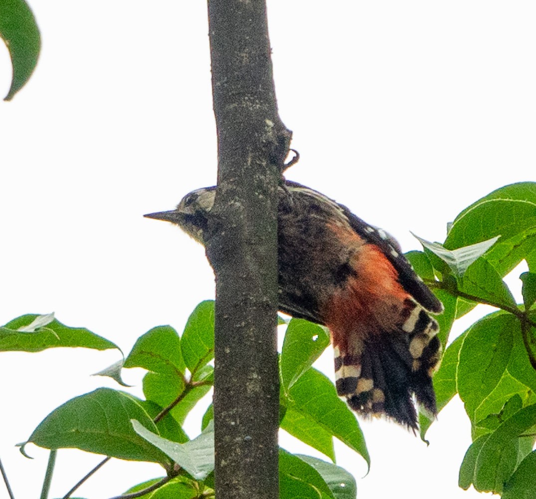 Darjeeling Woodpecker - ML621237929