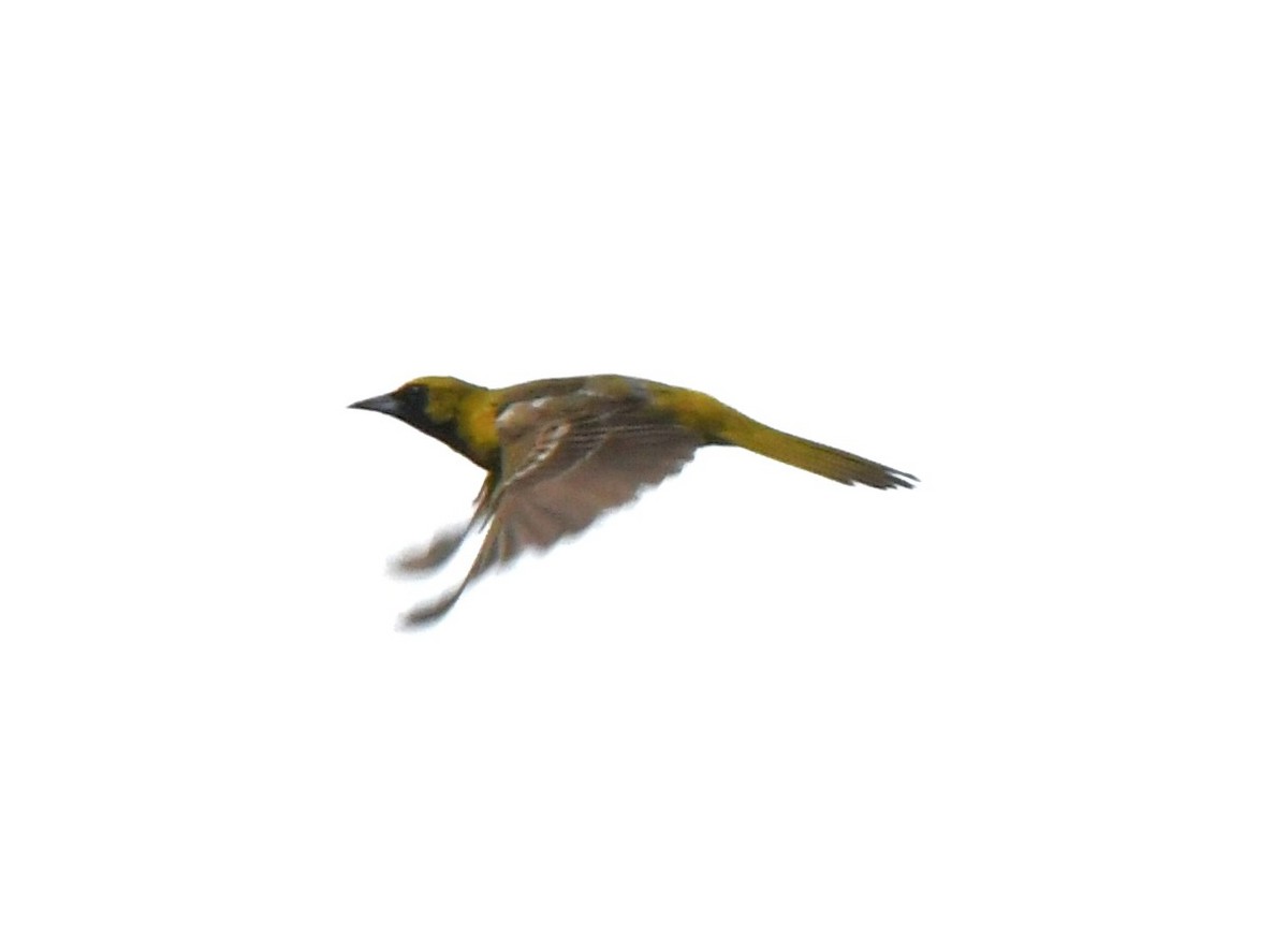 Orchard Oriole - ML621237930