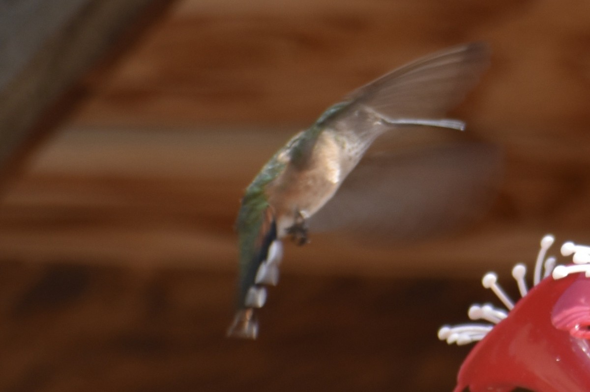 Broad-tailed Hummingbird - ML621237999