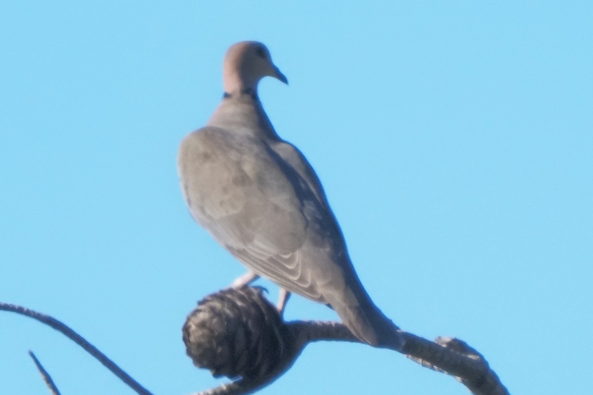 Red-eyed Dove - ML621238011