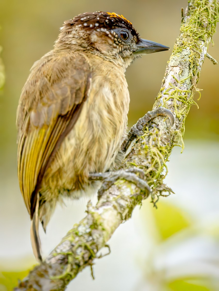 Olivaceous Piculet - ML621238087