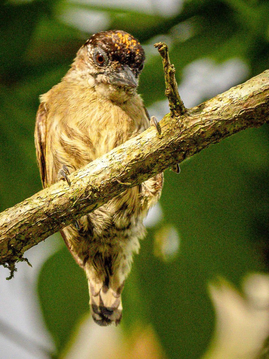 Olivaceous Piculet - ML621238094
