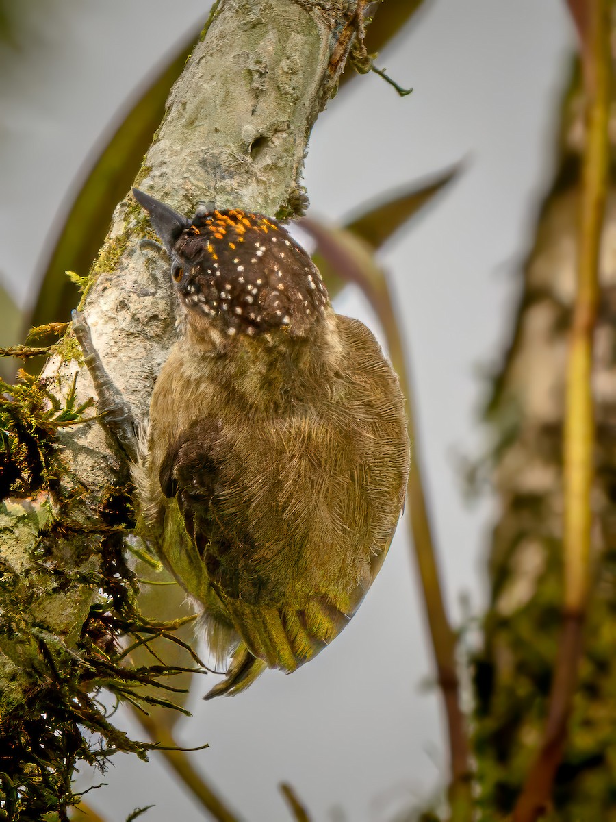Olivaceous Piculet - ML621238097