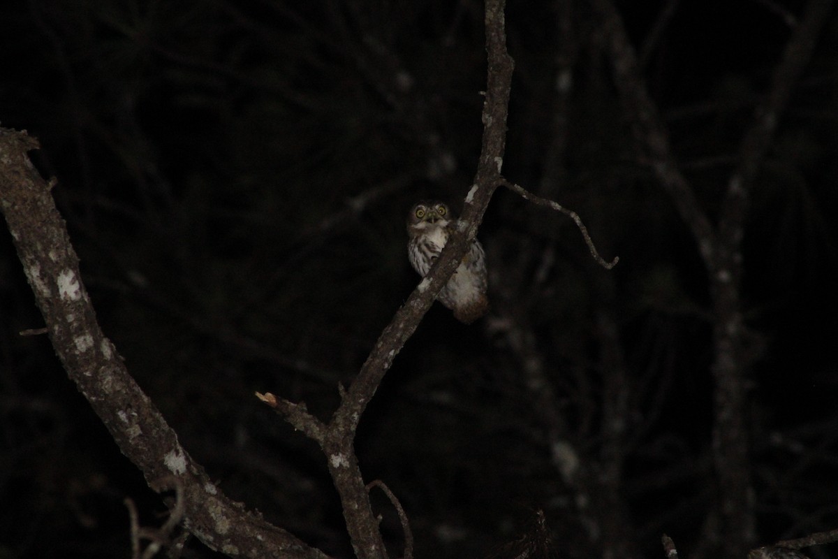 Ferruginous Pygmy-Owl - ML621238138
