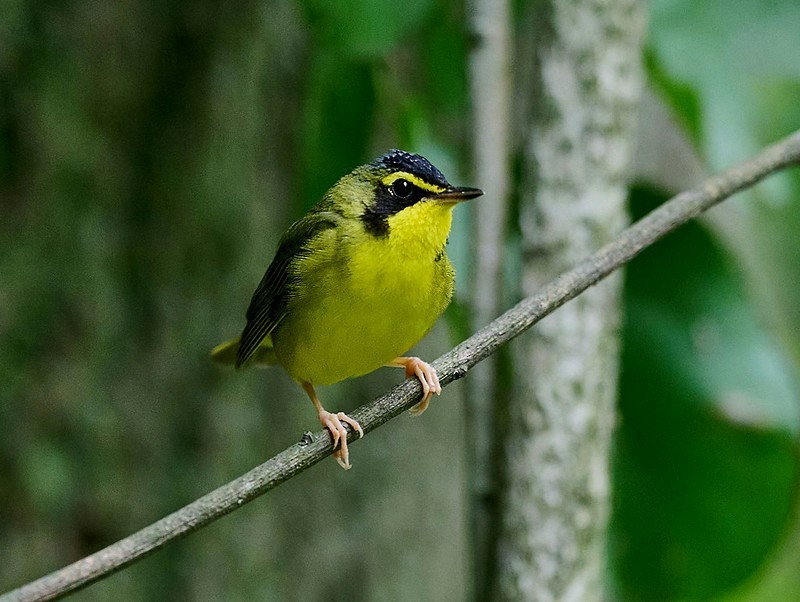 kentuckyparula - ML621238160