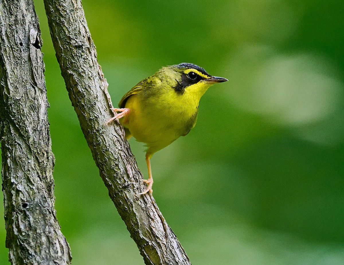 Kentucky Warbler - ML621238161