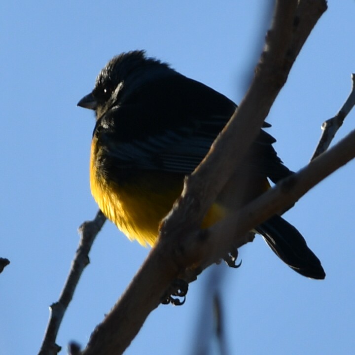 Blue-and-yellow Tanager - ML621238169