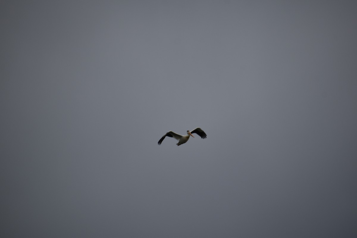 pelikán severoamerický - ML621238201
