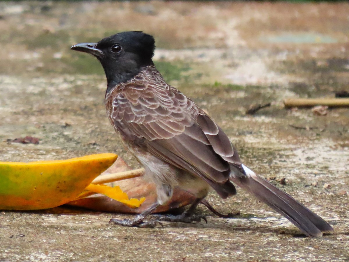 Red-vented Bulbul - ML621238263