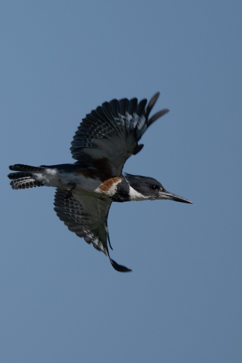 Belted Kingfisher - ML621238273