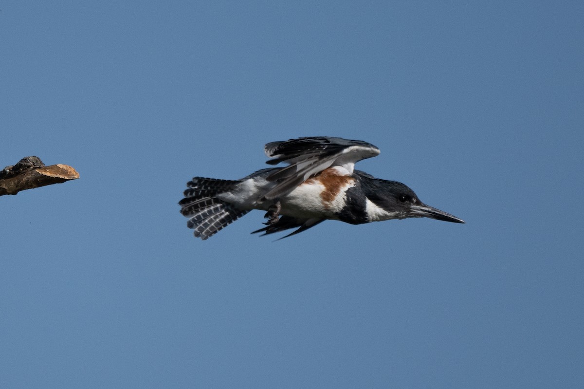 Belted Kingfisher - ML621238274