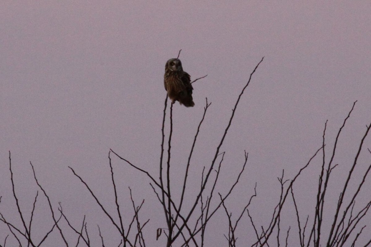 Short-eared Owl - ML621238301
