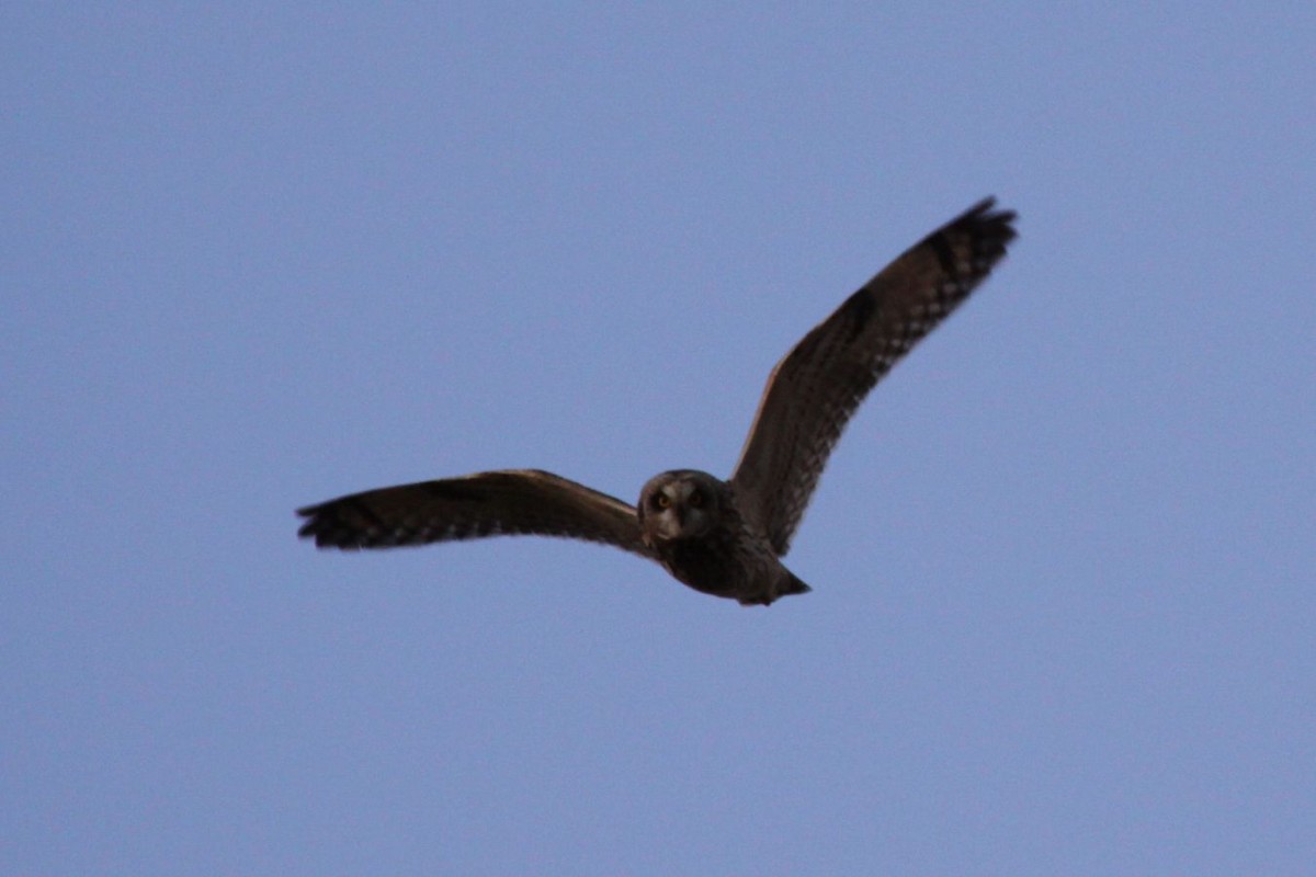 Short-eared Owl - ML621238302