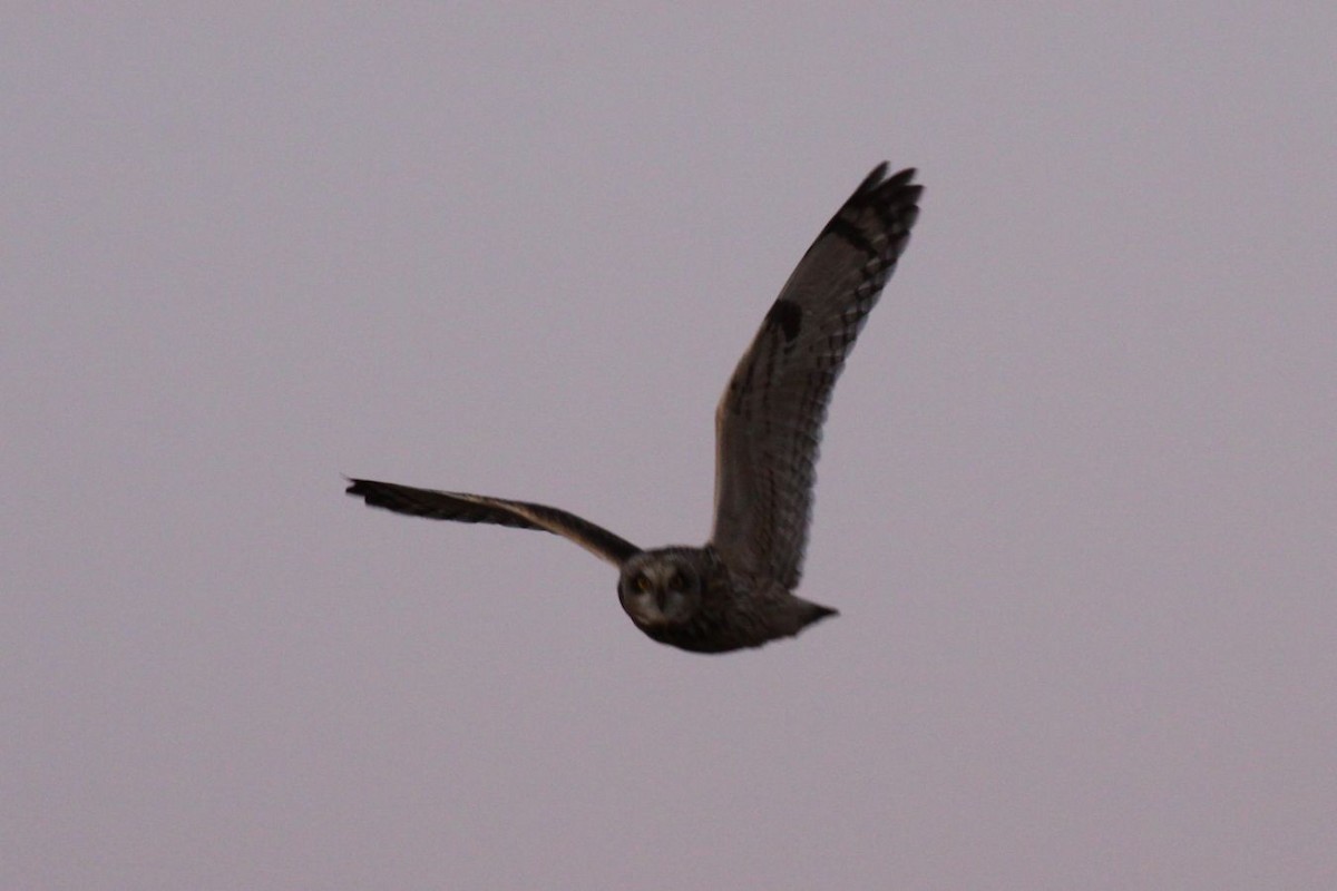 Short-eared Owl - ML621238304