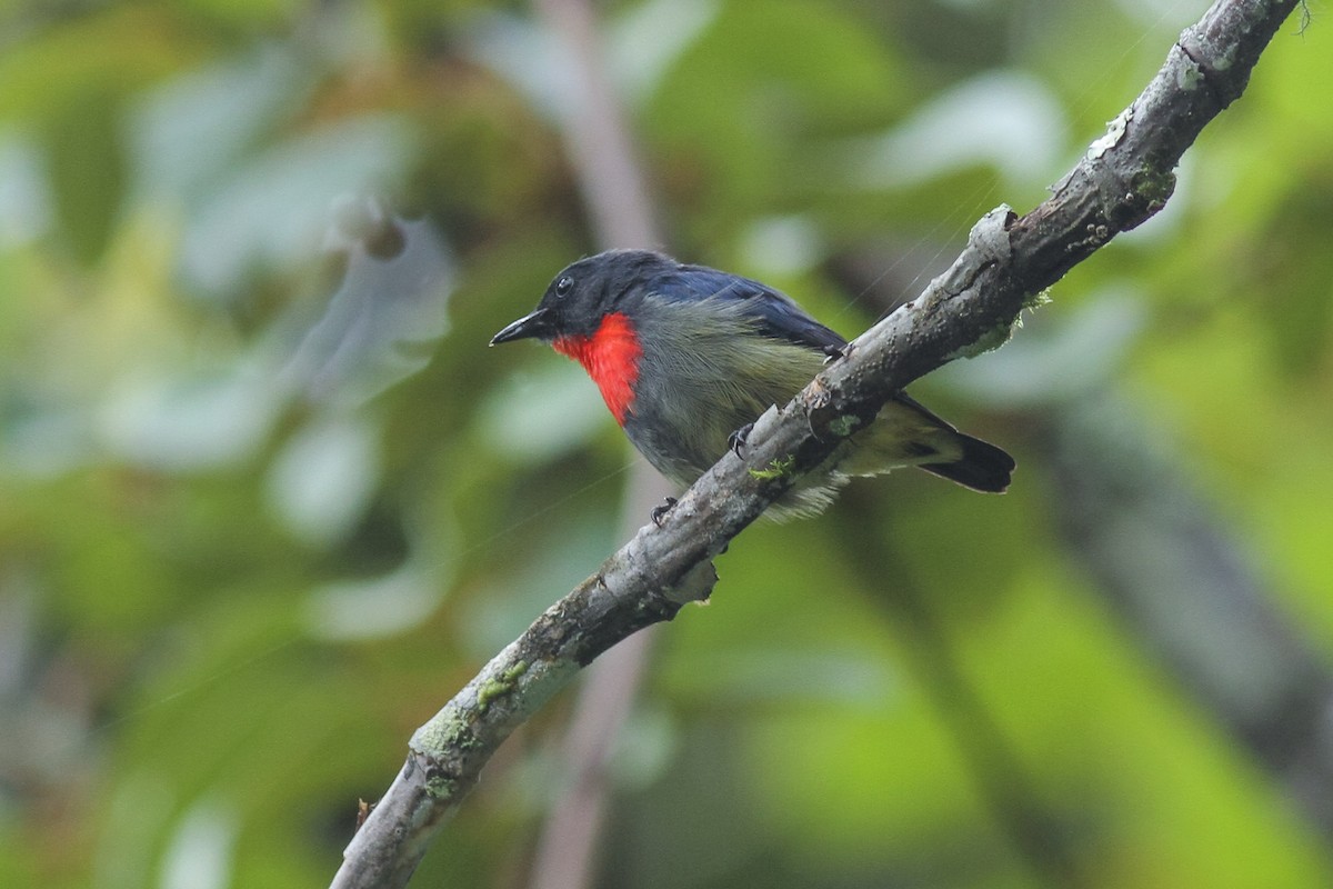 Black-sided Flowerpecker - Wich’yanan Limparungpatthanakij