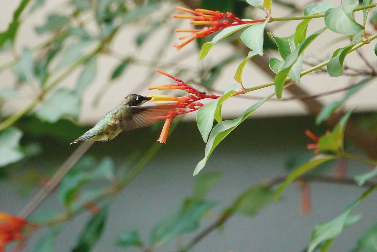 Ruby-throated Hummingbird - ML621238355