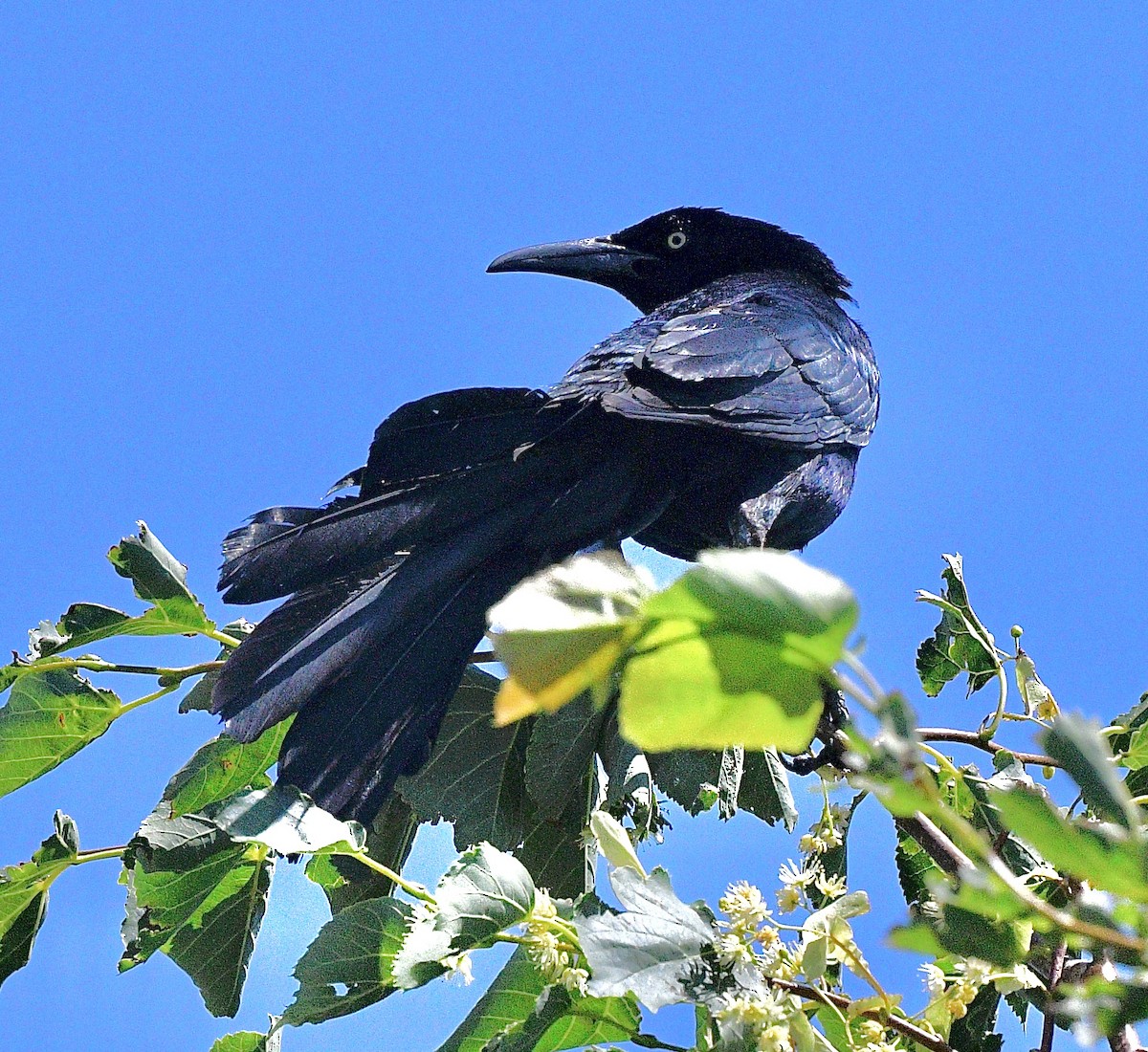Great-tailed Grackle - ML621238407