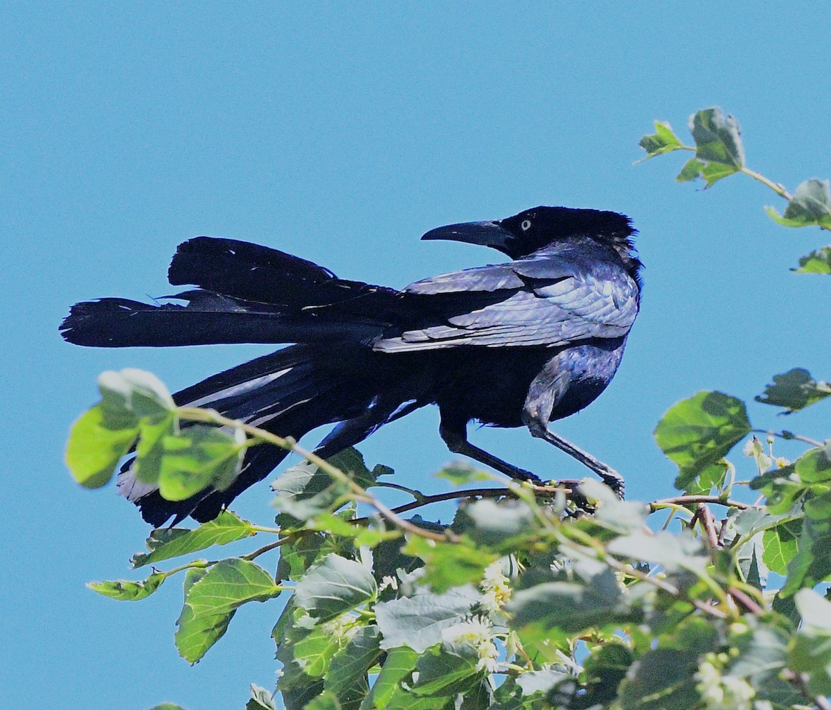 Great-tailed Grackle - ML621238413